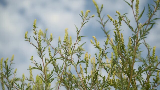Close-up of flowering ragweed vegetation with delicate green branches and narrow leaves against a softly blurred sky. Wild plant, weed, botany and seasonal nature concept. 4K.