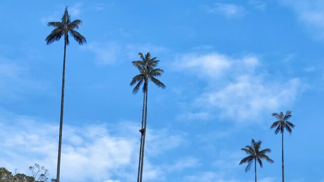 Quindio Wax Palm Ceroxylon quindiuense with Extremely Tall Slender Trunks and Crown of Pinnate Leaves. Establishing Shot. Aerial View.