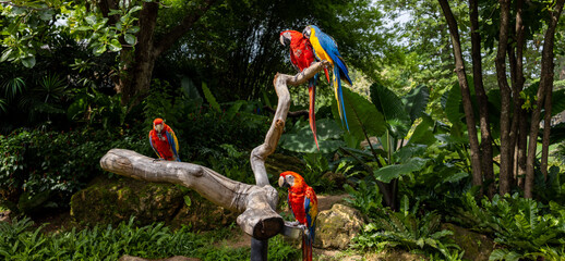Colorful Macaw Parrots Perched on Wooden Branch in Tropical Garden,Wide shot of vibrant colorful macaw parrots perched on a large wooden branch surrounded by lush green tropical trees and foliage. © banjongseal324