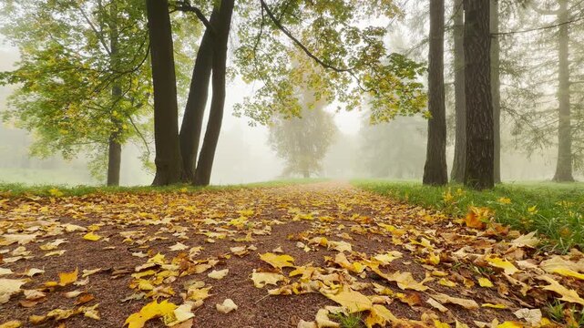 Golden leaves cover a quiet path leading into misty trees. The cozy scene creates a peaceful atmosphere in Catherine Park, Pushkin, Saint Petersburg.