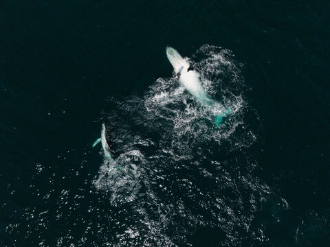 Aerial view of two humpback whales swimming in the deep blue ocean near Long Reef Headland, creating white water splashes, Collaroy, New South Wales, Australia.