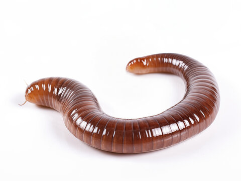 Worm on white background