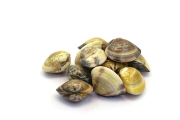 Closed up fresh baby clams. venus shell. shellfish. carpet clams. short necked clams. as raw food from the sea are the seafood ingredients. fresh clams isolated on white background © Pisan