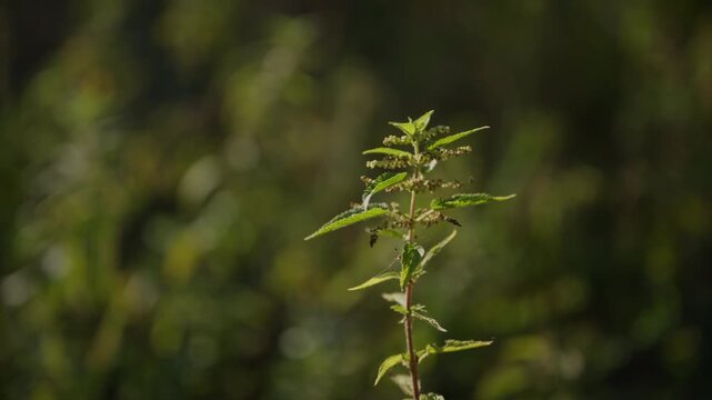 Stinging nettle plant in a natural woodland environment. Concept of herbal medicine, natural remedies, wild foraging, and botanical biodiversity. 4K.