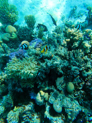 coral reef with fish © magued