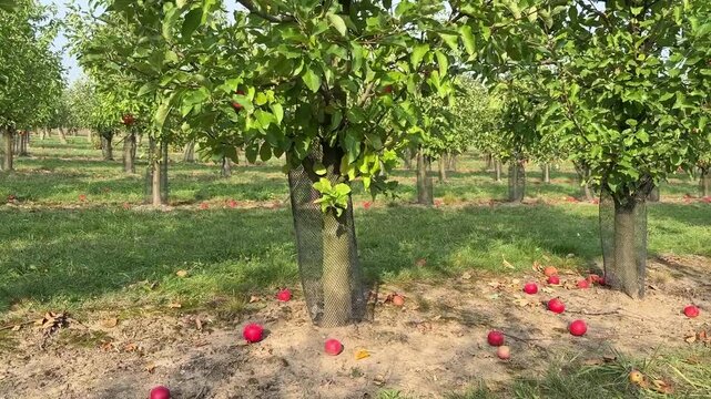 Large Commercial Apple Orchard with Rows of Trees Bearing Ripe Red Apples
