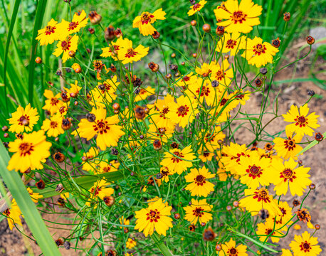 flor silvestre amarela