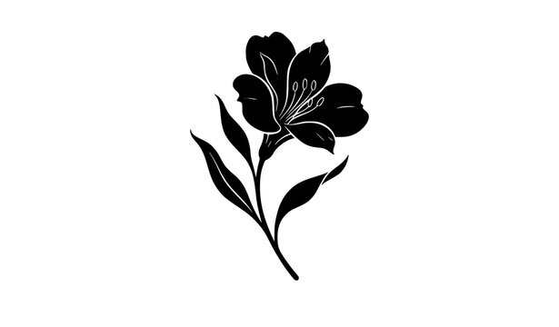 Elegant Peruvian Lily Alstroemeria Flower Silhouette With Two Leaves Vector
