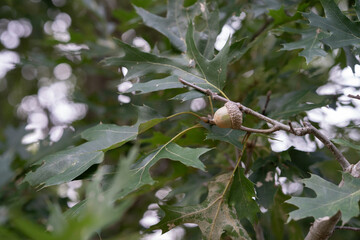 Detail of summer oak tree and an acorn seed at the end of the branch, ready to drop or to provide food for birds and squirrels. © _ _