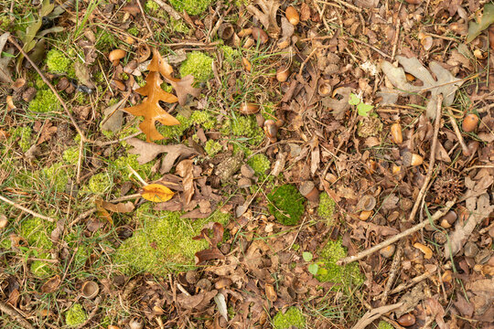 looking straight down at the floor of a forrest littered with leaves branches and decomposing biomass