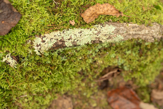 a log or large branch on the ground in the woods, covered in lichen and surrounded by moss growing out of the leaf litter in the forest, seen from a top down view from above
