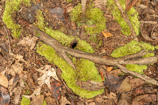 view above of crowded forest floor w leaf litter, sticks, twigs, in various stages of decomposition, and bonds of moss w an entrance of a burrow of a vole or field mouse 