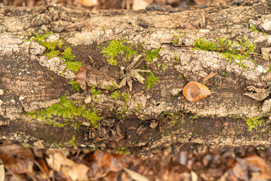 Looking down onto a flat lay of a log rotting on the forrest floor in a wooded area, with moss, fungus, lichen, and decomposed wood from a tree among the leaf litter on the ground in a forest.