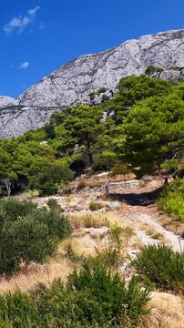 Biokovo, Croatia, scenic landscape with mountain and pine trees, footage