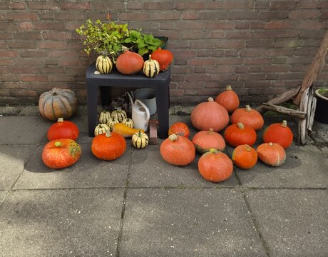 a group orange and striped pumpkins in a garden in autumn closeup for tasty soup and hallowween