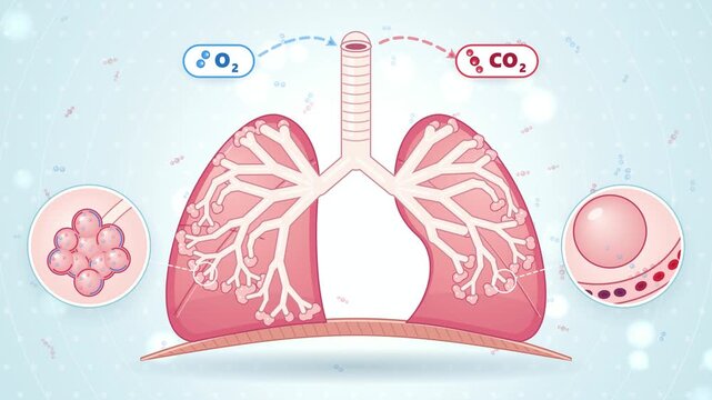 Human lungs breathing with oxygen and carbon dioxide gas exchange, flat medical explainer 4K loop animation
