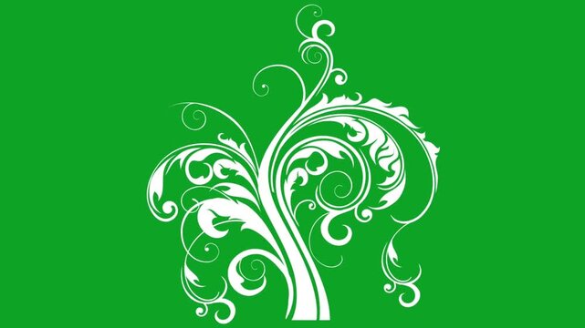 White floral flourish ornamental vine animation growing on a green screen key background for video motion graphics design