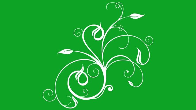White floral flourish growing animation with swirling ornate vines and decorative leaves isolated on green screen