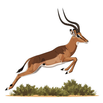 Male Impala Antelope Leaping Over Bushes