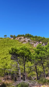 Scenic view of a lush green hill with pine trees and clear blue sky in Croatia
