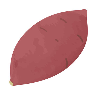 秋の味覚を代表する新鮮な薩摩芋とさつまいもの食材イラスト