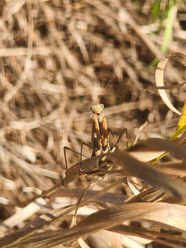 Front view of a European praying mantis (Mantis religiosa) facing the camera among golden dry grasses in Sch&ouml;nebeck, Germany.