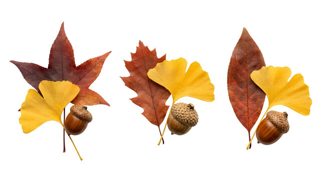 Three isolated autumn arrangements featuring vibrant yellow fan-shaped ginkgo leaves paired with deep red star-shaped and elongated foliage, each accompanied by a single brown textured acorn