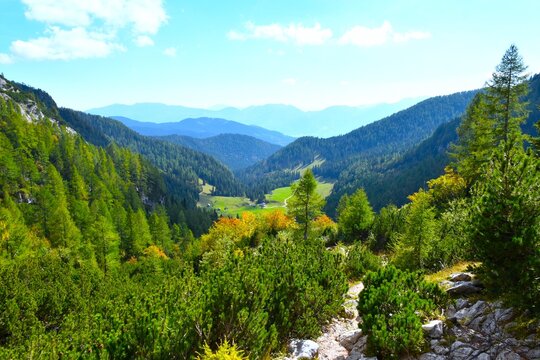View of Konj&scaron;čica pasture and the forests of Pokljuka with mugo pine and larch trees above in Julian alps, Gorenjska, Slovenia