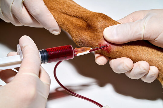 Clipped foreleg with a needle entering the raised vein