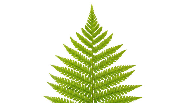 Fern leaf green frond plant branch with botanical, isolated on transparent background