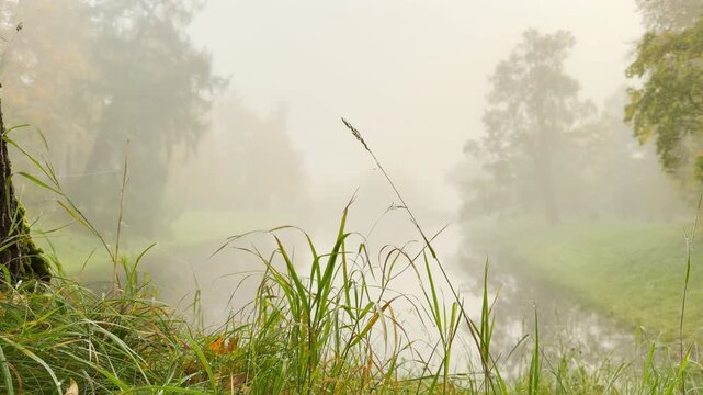 Tall grass sways gently beside a foggy canal surrounded by autumn trees. The quiet morning scene creates a peaceful and serene feeling in Catherine Park, Pushkin, Saint Petersburg, slow motion.