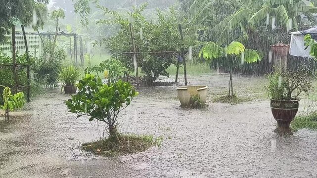 Heavy rain in the fruit orchard.
