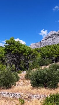 Biokovo, Croatia, landscape with mountains, pine trees, and dry grass under a blue sky