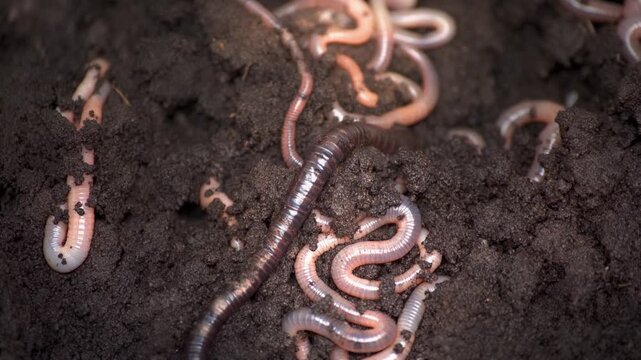 Close up of earthworm burrowing through soil with cinematic motion during daytime