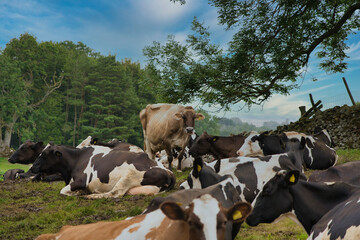 Cows © David