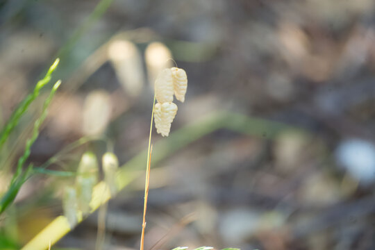Macro of a great quaking grass stem with scenic marine lake background, Soustons.