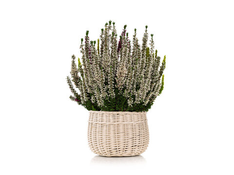 White Calluna vulgaris heather plant in wicker basket isolated on white