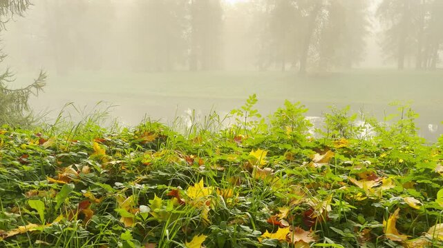 Bright yellow leaves rest in green grass along a misty pond bank. Cinematic tracking shot of an autumn park on gimbal. The tranquil view creates a serene mood in Catherine Park, Pushkin.