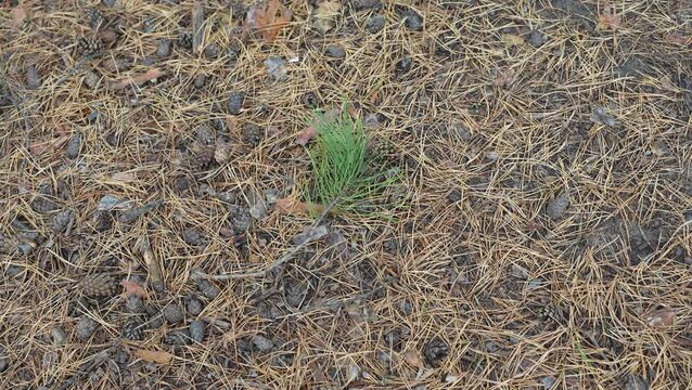 Young Pine Sapling Emerging from Pine Needle and Cone Litter