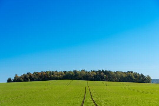 Lush green crop field with parallel tractor tracks