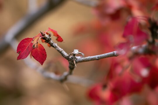 Diamond engagement ring on a branch with red autumn leaves