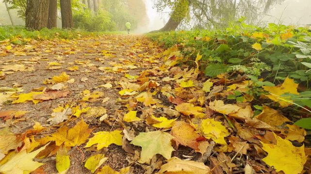 Golden maple leaves cover a path while a distant person walks through misty trees. The peaceful morning creates a calm mood in Catherine Park, Pushkin, Saint Petersburg, slow motion.