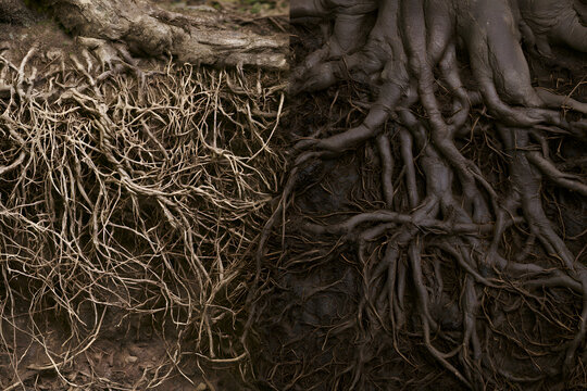 Intricate tree root systems exposed in a soil cross-section, showing a dense network of roots and the base of a large tree trunk.