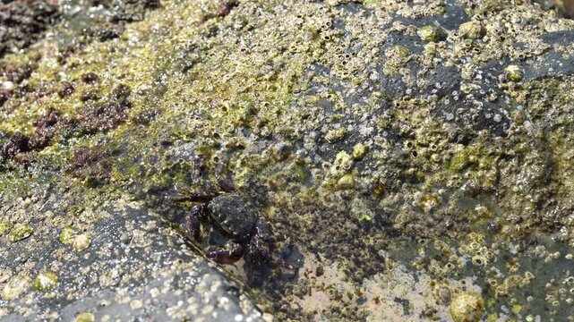 Shore crab in rocky tide pool on coastal shore