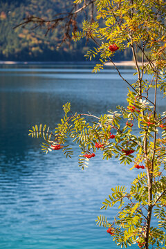 Red mountain ash Sorbus aucuparia berries hanging on a branch over the vibrant turquoise waters of alpine Lake Eibsee in Germany.