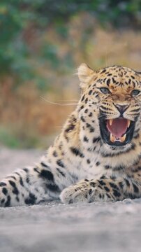 Angry leopard roaring and showing teeth close up
