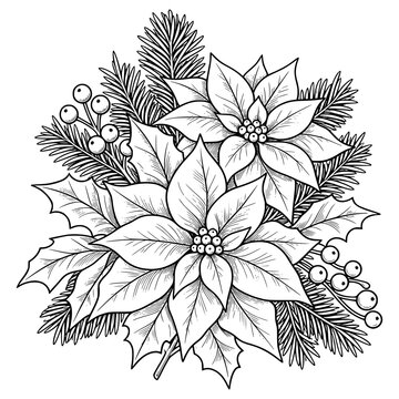 Christmas Flower Poinsettia and spruce branches Monochrome Line Art Illustration