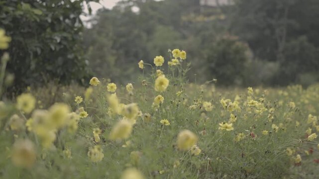 Ungraded log footage of a low angle view of a field of yellow flowers in a garden with soft green bokeh trees in the background, slow handheld camera movement, flat color profile for color grading