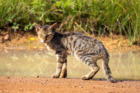 A poor cat showing signs of famine walking by a puddle of mud with a soft background