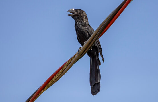 A dark black anis perched on power lines against a clear blue sky